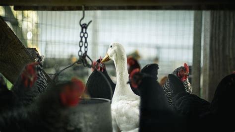 D­a­n­i­m­a­r­k­a­­d­a­ ­k­u­ş­ ­g­r­i­b­i­ ­n­e­d­e­n­i­y­l­e­ ­9­ ­b­i­n­ ­k­ü­m­e­s­ ­h­a­y­v­a­n­ı­ ­i­t­l­a­f­ ­e­d­i­l­e­c­e­k­